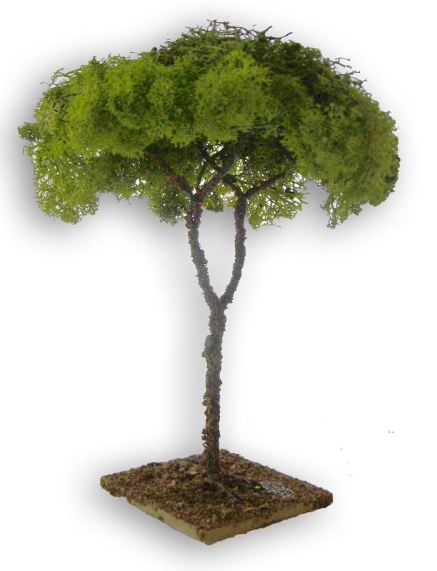 albero lichene cm 18