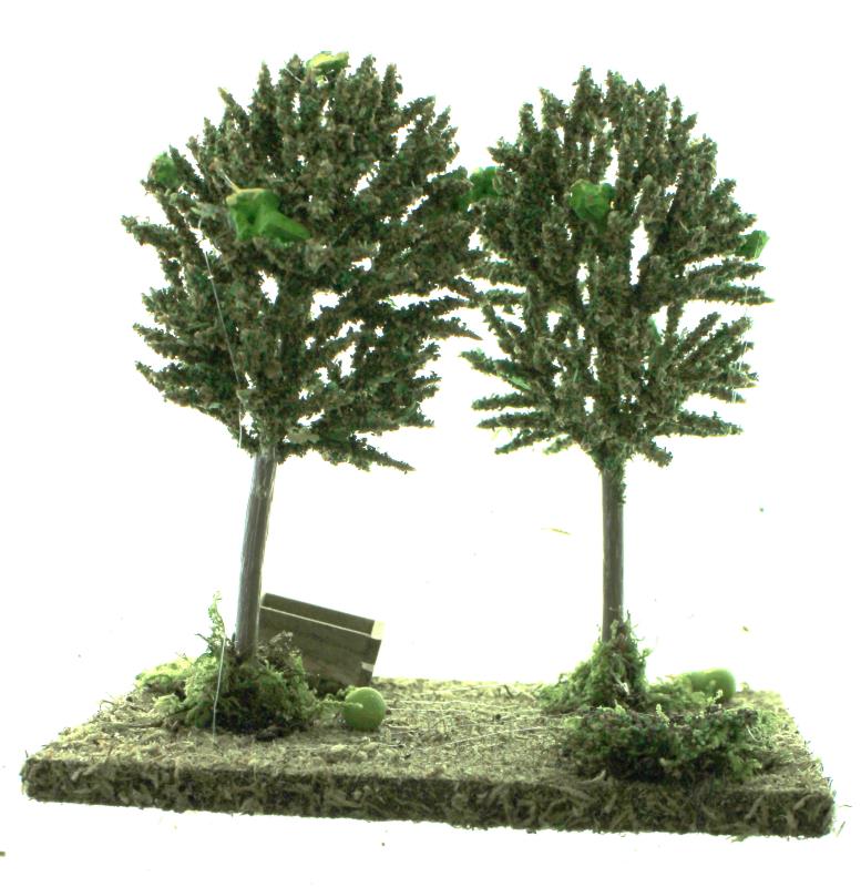 alberi di pere cm 13x9x12