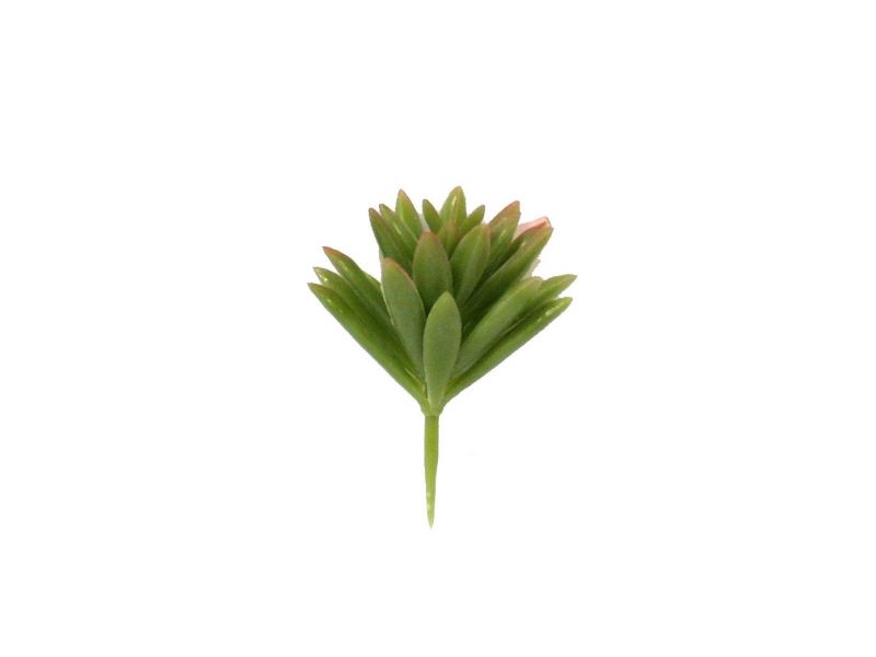 agave – bertoni presepe linea natale