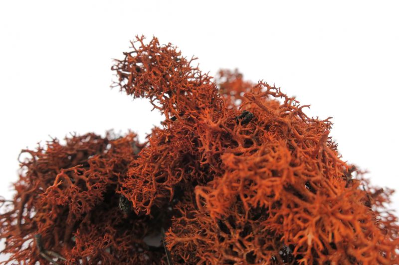 lichene marron gr. 30 – bertoni presepe linea natale