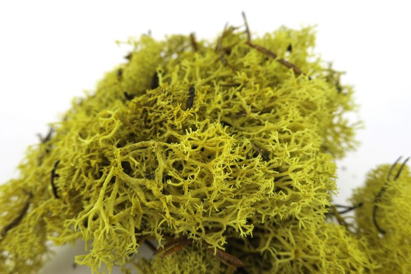 lichene verde gr. 30 – bertoni presepe linea natale