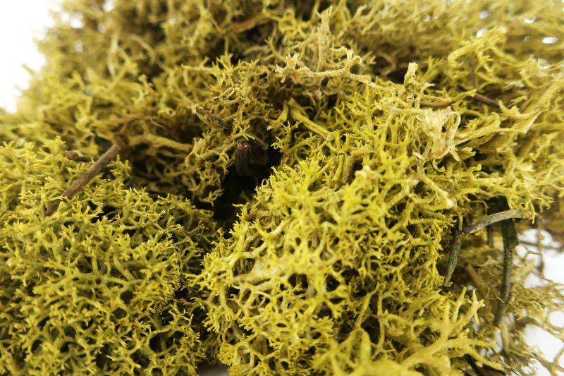 lichene giallo gr.100 – bertoni presepe linea natale