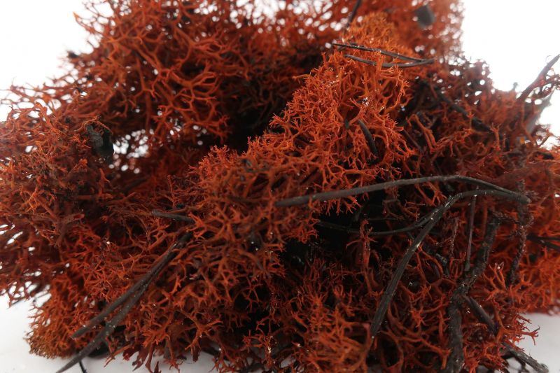 lichene marrone / rosso per ambientazione presepe, bertoni presepe linea natale, 100 grammi
