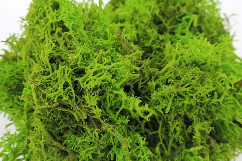 lichene verde per presepe, adatto per creare cespugli e alberi per presepe, verde, 100 grammi